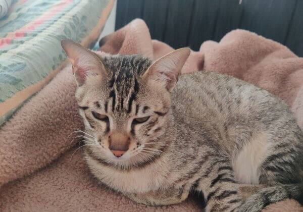 Cruelty: Tenant made cat a victim of lust